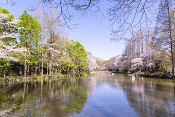 晴れた日、公園で桜の花が咲き、池にも映っている