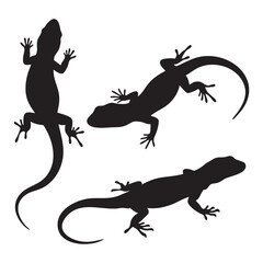 Fototapeta premium Silhouette set of Lizard on white background