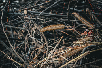 macro close-up of a pile of sticks, twigs, and organic matter in the winter nature abstract landscape art habitat background. 