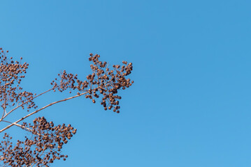 冬の晴天に百日紅の実　