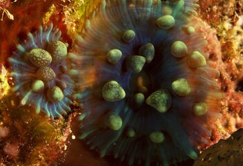 Two Warty corallimorph anemone on a coral reef