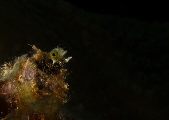 Secretary blenny inside its cave