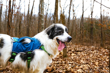 White Great Pyrenees stands in front of sparse autumn brush, its thick, fluffy coat glowing in the crisp outdoor air. Scattered red, orange, and golden leaves dot the ground and bare branches