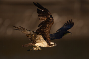 The beautiful flight characteristics of Osprey and White-bellied Sea-eagle in Thailand.