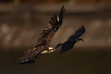 The beautiful flight characteristics of Osprey and White-bellied Sea-eagle in Thailand.