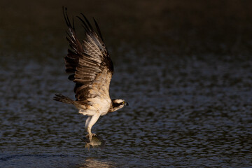 The beautiful flight characteristics of Osprey and White-bellied Sea-eagle in Thailand.