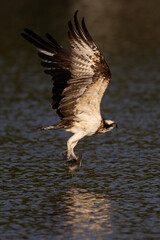 The beautiful flight characteristics of Osprey and White-bellied Sea-eagle in Thailand.