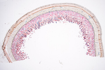 Pathology and Histology Tissue of Mammals under microscope.