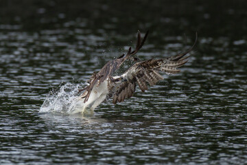 The beautiful flight characteristics of Osprey and White-bellied Sea-eagle in Thailand.