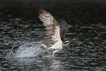 The beautiful flight characteristics of Osprey and White-bellied Sea-eagle in Thailand.