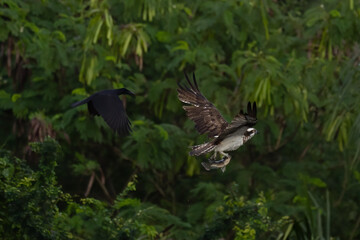 The beautiful flight characteristics of Osprey and White-bellied Sea-eagle in Thailand.