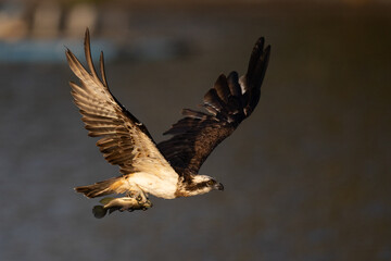 The beautiful flight characteristics of Osprey and White-bellied Sea-eagle in Thailand.