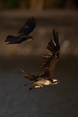 The beautiful flight characteristics of Osprey and White-bellied Sea-eagle in Thailand.