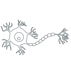 neuron