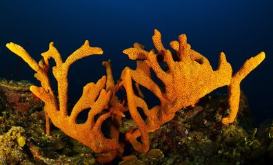 Fototapeta premium Orange sponge on a coral rock