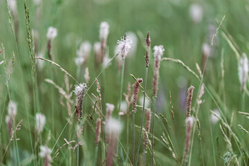 Flowering plantain plant with pink flowers grow on meadow or green field, closeup botanic scenic, beauty nature summer scene, floral background. Plantago plants for herbal medicine as medical remedy