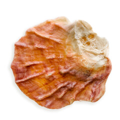 Close up seashell yellow orange color, object  isolated on white background. Cutout natural Shell of mollusk with shadows, marine style, organic shape and macro textural detail, sea life design