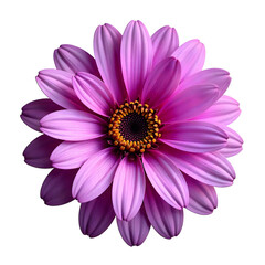 Obraz premium Closeup of a Purple Daisy on transparent background
