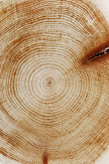 Naklejka premium Slice of wood timber of juniper tree rings and knots natural graphic pattern, abstract nature background. Natural wooden organic textures and shapes, monochrome brown beige gradient color, vertical