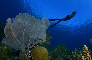 Beautifull coral reef and a free diver