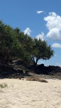lonely tree on the beach