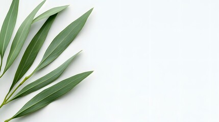 Green leaves arranged diagonally across a bright white background