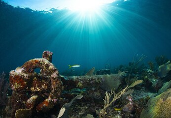 Fototapeta premium Old anchor on the reef