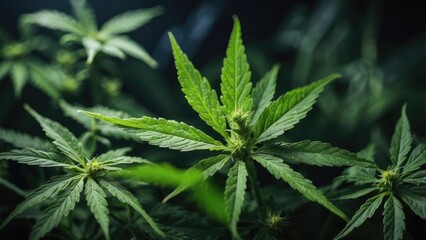 "Close-up of cannabis leaves on a dark green background, highlighting the natural, organic qualities of cannabis and hemp for medicinal and wellness use."