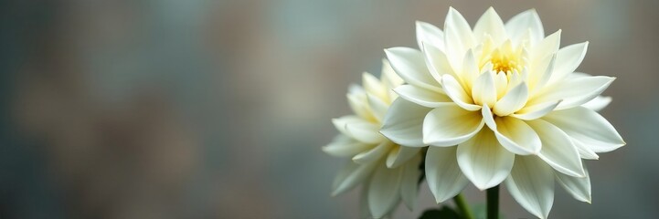 Fototapeta premium Elegant white dahlia flowers in full bloom against blurred background, blooms, white