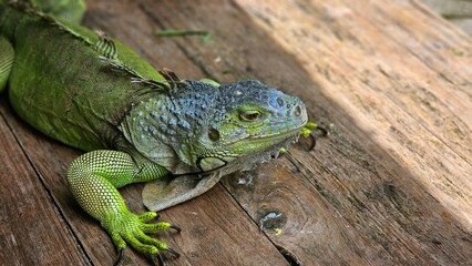 Green iguana or the American iguana on the wooden floor.