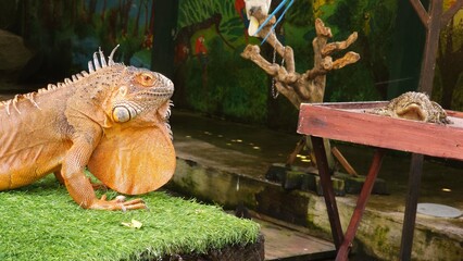 Orange iguanas are a unique subspecies of green iguanas. Orange iguanas on the green grass.