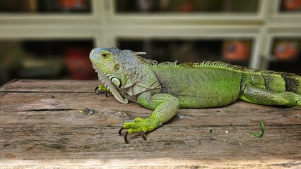 Green iguana or the American iguana on the wooden floor.