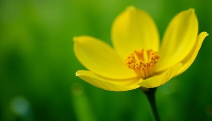 Naklejka premium Close-up of delicate yellow petals contrasted against lush greenery, garden, landscape