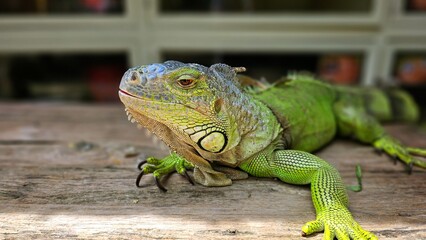 Green iguana or the American iguana on the wooden floor.