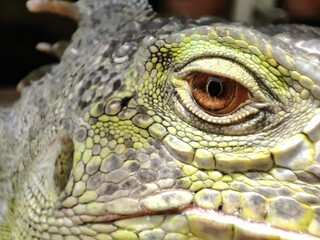 Macro shoot of exotic green iguana eye