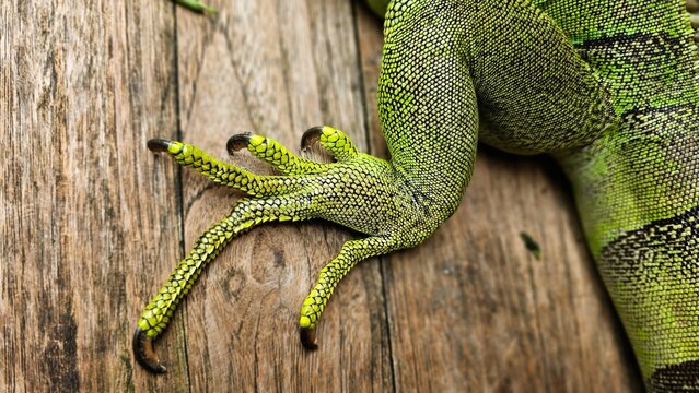 Close up view of green iguana feet on the wooden floor.