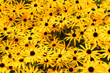 leuchtend gelbe Blumen