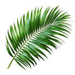 Fototapeta premium A vibrant green palm leaf symbolizing tropical beauty and nature's elegance. transparent background