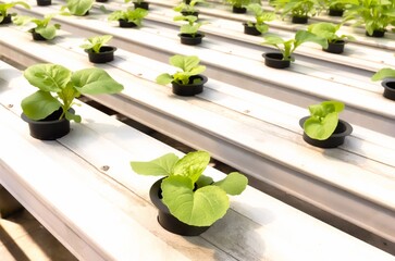 New vegetable babies are transferred into the hydroponic growing module using the NFT (Nutrient...