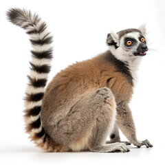 Fototapeta premium Lemur. 