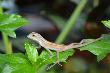Close up photo of tree lizard on leaves