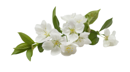 Blooming cherry tree branch with white flowers on transparent background