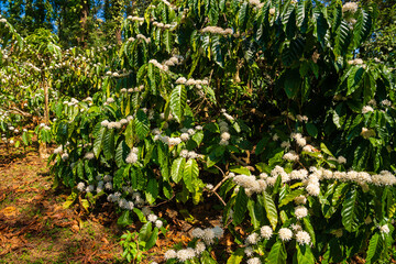 coffee flower blossom on green tree branch. 