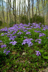 Spring Wildflowers, Great Smoky Mountains National Park, TN