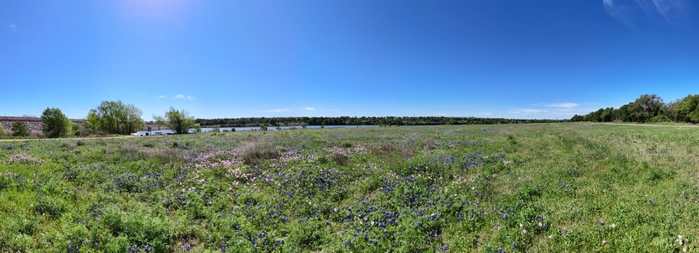 Texas Bluebonnets