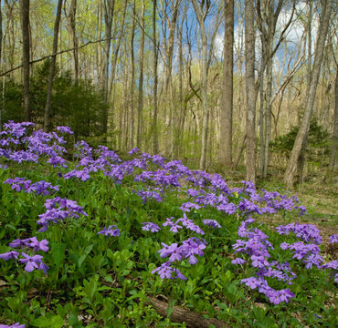 Spring Wildflowers, Great Smoky Mountains National Park, TN