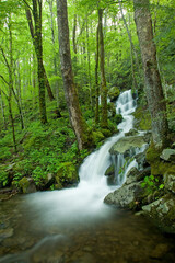 Obraz premium Cascade, Tremont Area, Great Smoky Mountains National Park, TN