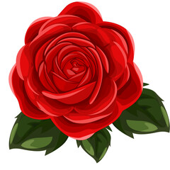 Beautiful red rose isolated 
