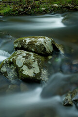 Mossy Rocks with Lichens, Tremont, Great Smoky Mountains National Park, TN