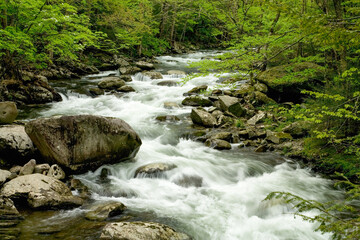Little River, Tremont, Great Smoky Mountains National Park, TN